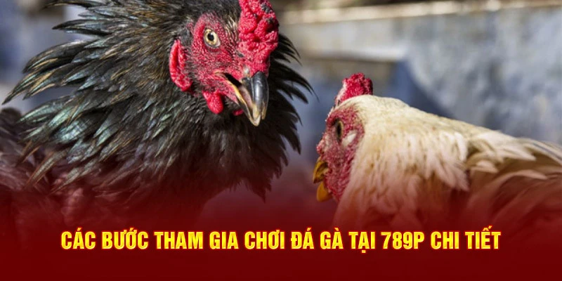 Các bước tham gia chơi đá gà 789P chi tiết