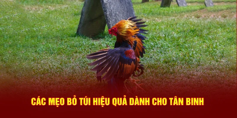 Mẹo cược hữu ích cho người mới bắt đầu