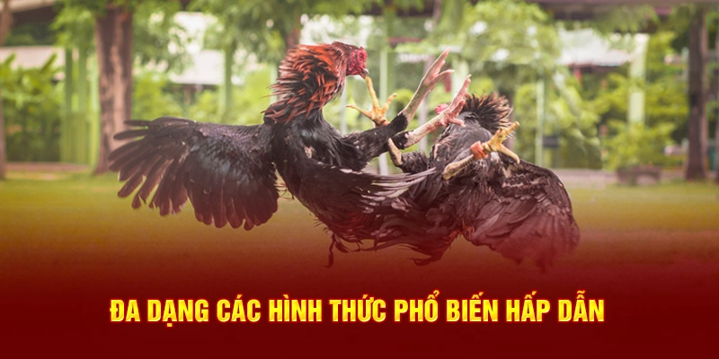 Những phương thức cá cược hấp dẫn và đa dạng