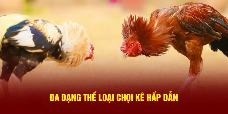 Đa dạng hình thức chọi kê cực hấp dẫn tại 789p