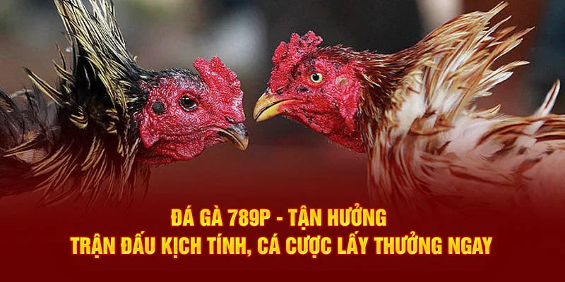 Đá gà 789p tận hưởng những trận đấu kịch tính