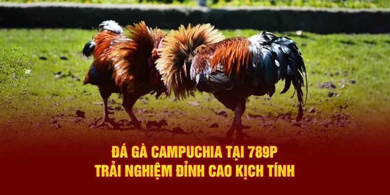 Đá gà campuchia tại 789p trải nghiệm đỉnh cao