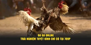 Đá gà online trải nghiệm tuyệt đỉnh tại 789p