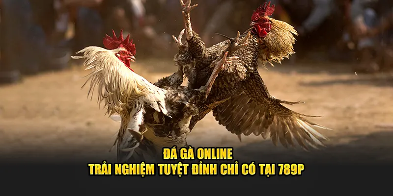 Đá gà online trải nghiệm tuyệt đỉnh tại 789p