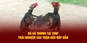 Đá gà Thomo tại 789P mang đến những trận đấu kịch tính