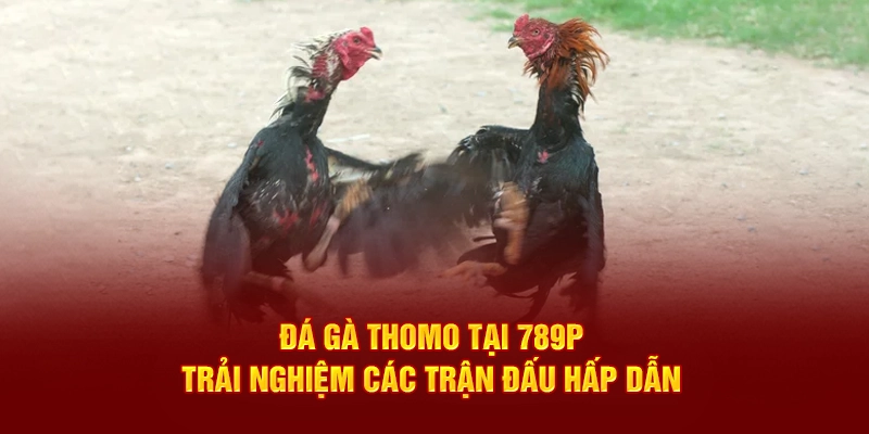 Đá gà Thomo tại 789P mang đến những trận đấu kịch tính