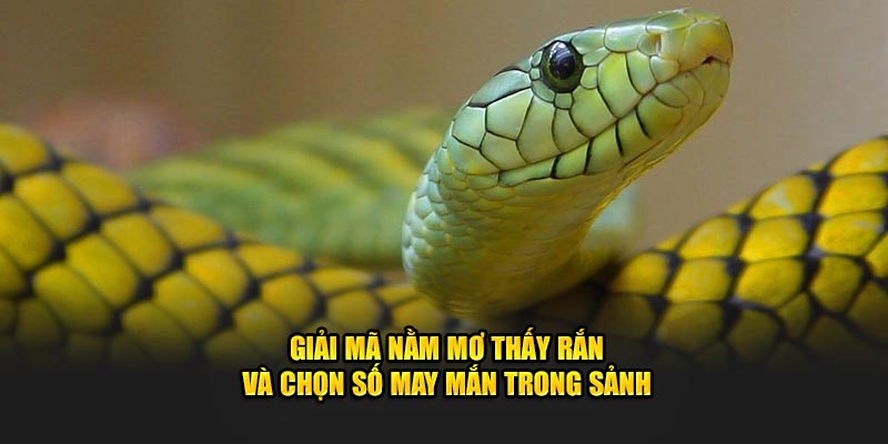 Giải mã nằm mơ thấy rắn và chọn số may mắn tại 789p