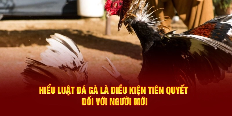 Hiểu luật đá gà là điều kiện tiên quyết đối với người mới