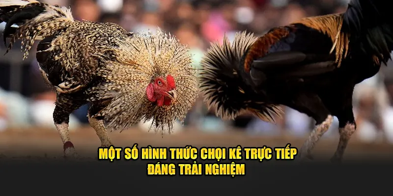 Một số hình thức chọi kê trực tiếp đáng trải nghiệm