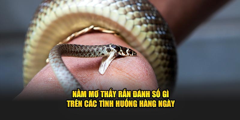 Nằm mơ thấy rắn đánh số gì