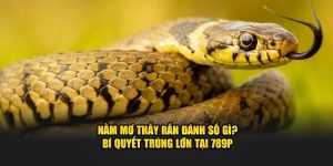 Nằm mơ thấy rắn đánh số gì tại 789P