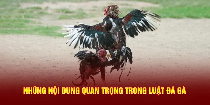 Những nội dung quan trọng trong luật đá gà