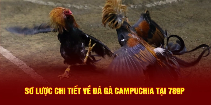 Sơ lược chi tiết về đá gà campuchia tại 789P 