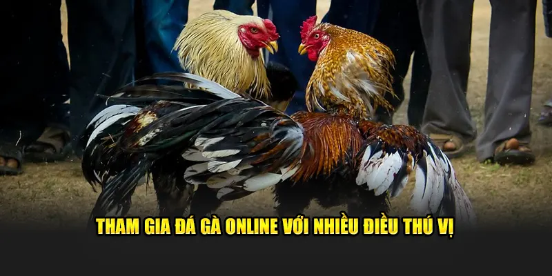 Tham gia đá gà online với nhiều điều thú vị
