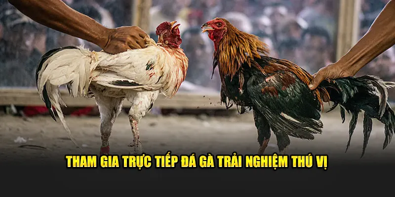 Tham gia trực tiếp đá gà trải nghiệm thú vị