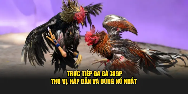 Trực tiếp đá gà 789p thú vị và hấp dẫn