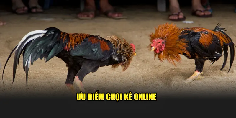 Ưu điểm chọi kê online 