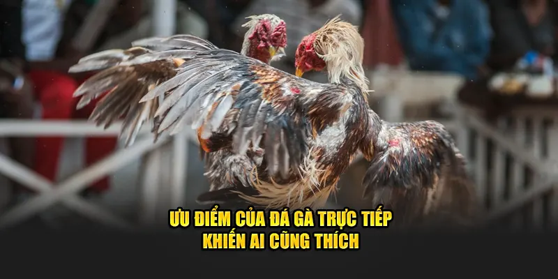 Ưu điểm của đá gà trực tiếp khiến ai cũng thích